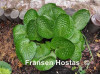 Hosta 